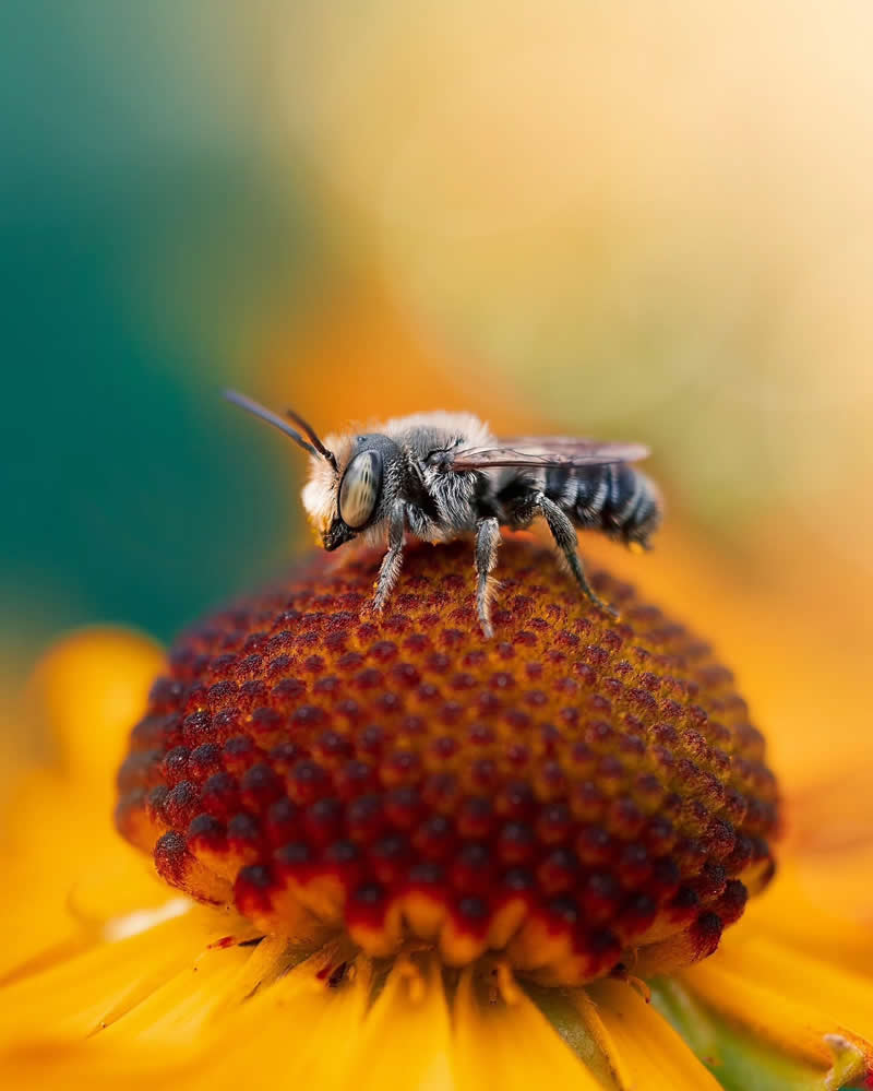 Macro Photos of Flowers by Kristine That Celebrate Nature Tiny Wonders