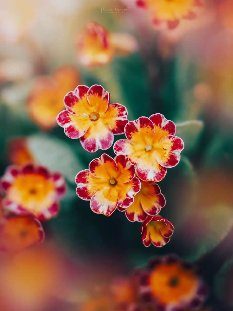 Macro Photos of Flowers by Kristine That Celebrate Nature Tiny Wonders