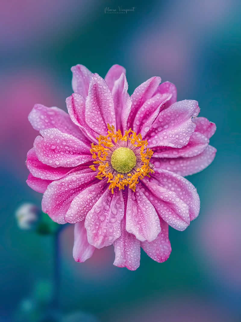 Macro Photos of Flowers by Kristine That Celebrate Nature Tiny Wonders