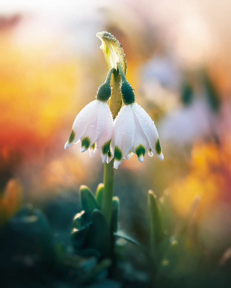 Macro Photos of Flowers by Kristine That Celebrate Nature Tiny Wonders