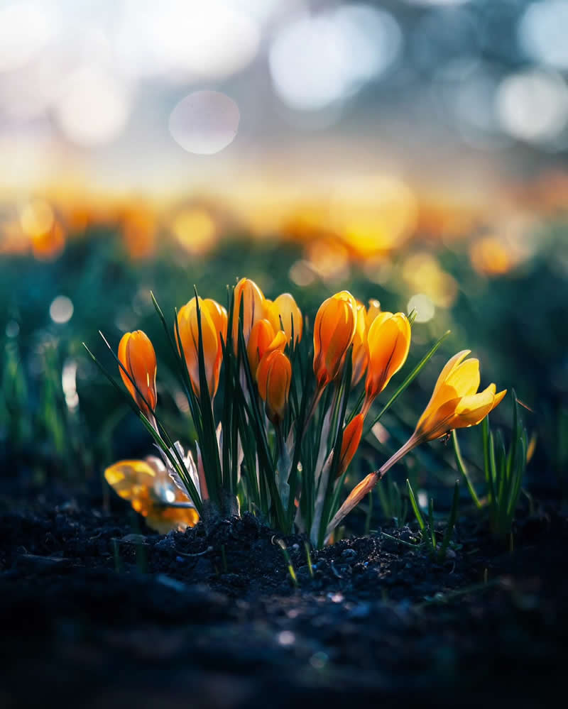 Macro Photos of Flowers by Kristine That Celebrate Nature Tiny Wonders