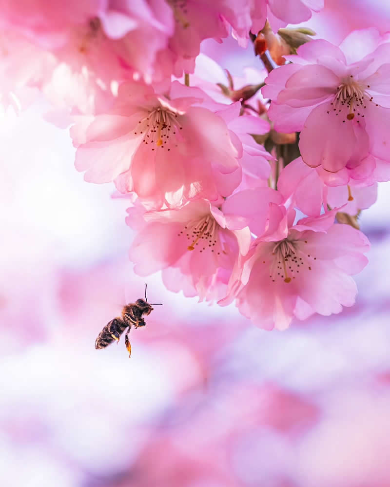 Macro Photos of Flowers by Kristine That Celebrate Nature Tiny Wonders