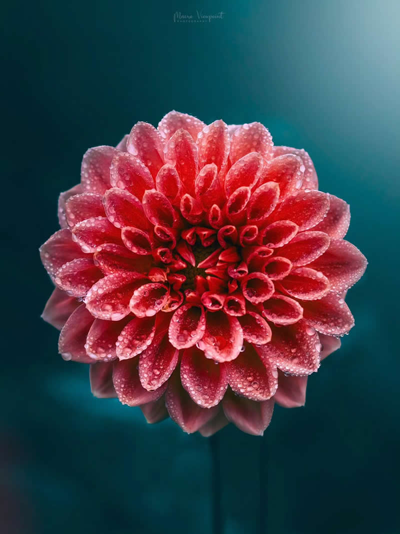 Macro Photos of Flowers by Kristine That Celebrate Nature Tiny Wonders