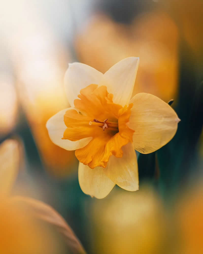 Macro Photos of Flowers by Kristine That Celebrate Nature Tiny Wonders