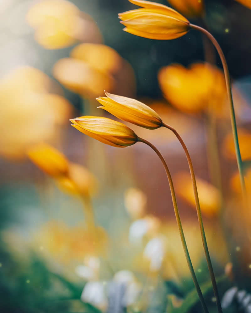 Macro Photos of Flowers by Kristine That Celebrate Nature Tiny Wonders