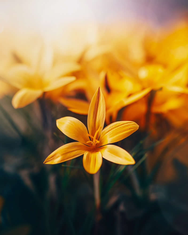Macro Photos of Flowers by Kristine That Celebrate Nature Tiny Wonders