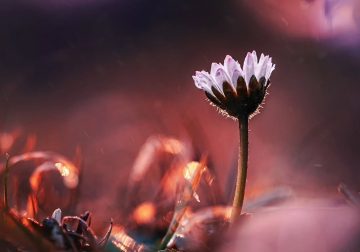Macro Photos of Flowers by Kristine That Celebrate Nature Tiny Wonders
