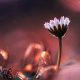 Macro Photos of Flowers by Kristine That Celebrate Nature Tiny Wonders