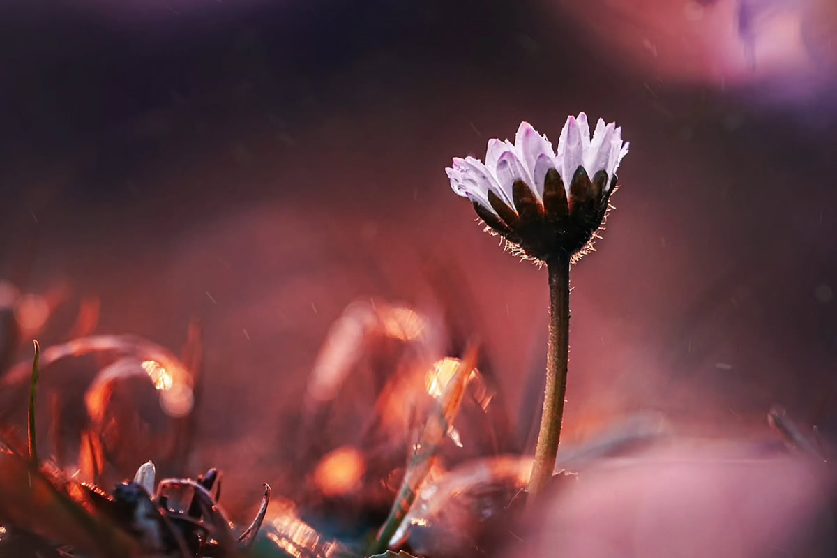 Macro Photos of Flowers by Kristine That Celebrate Nature Tiny Wonders