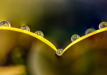 Macro Photos of Water Drops Nestled in Flowers and Leaves