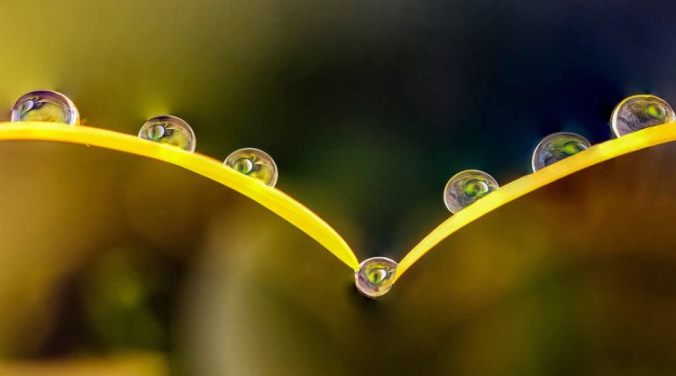 Macro Photos of Water Drops Nestled in Flowers and Leaves