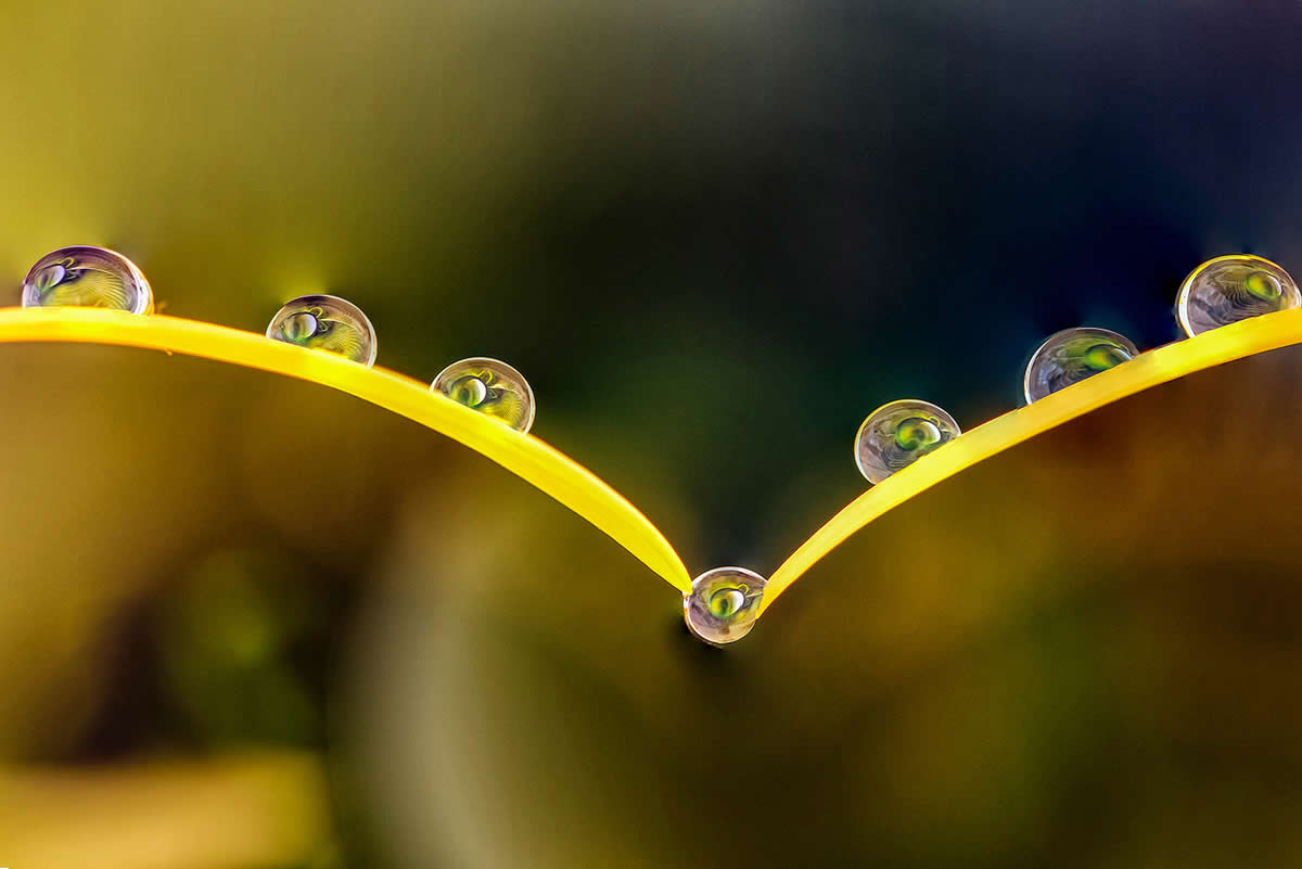 Macro Photos of Water Drops Nestled in Flowers and Leaves