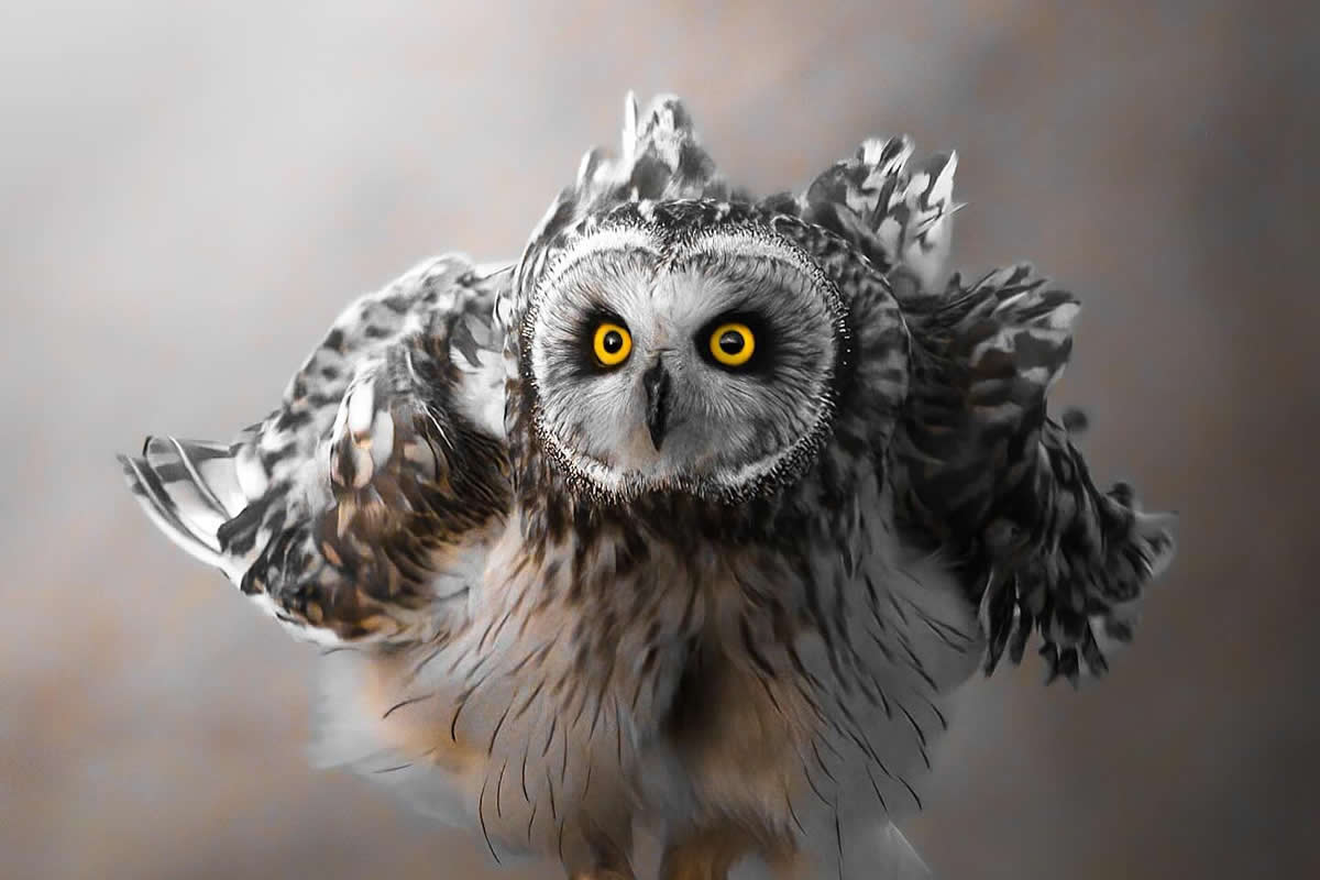 20 Mesmerizing Nature Photos That Celebrate the Beauty of the Natural World