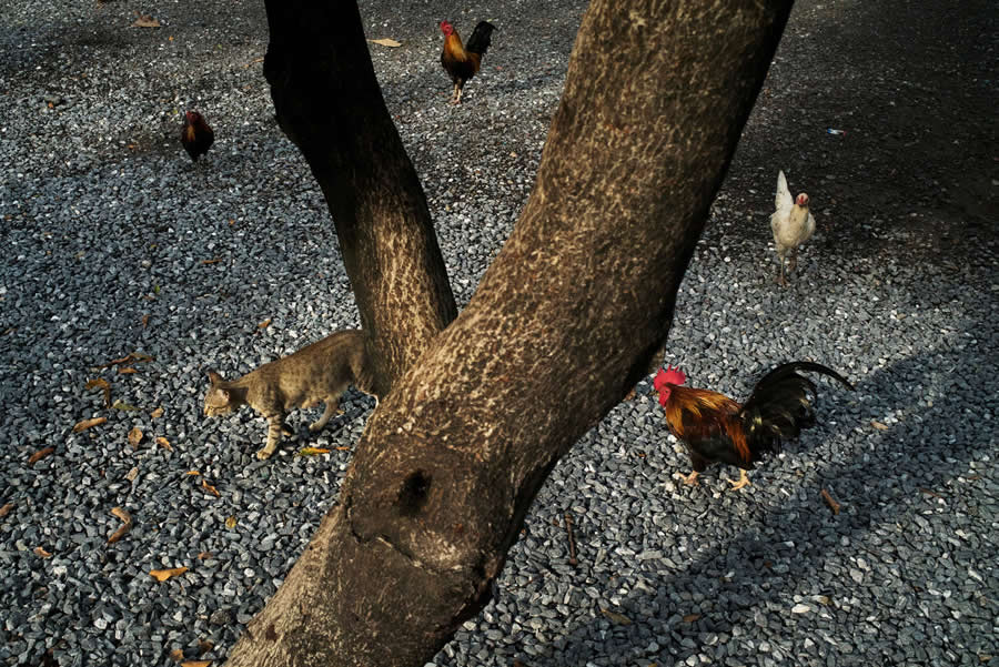 Street Photos by Tavepong Pratoomwong That Show the Importance of Timing and Composition