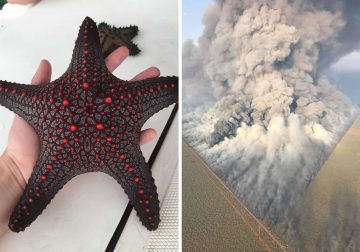 Unusual Photos That Uncover the Strange and Surprising Side of Our World
