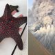 Unusual Photos That Uncover the Strange and Surprising Side of Our World