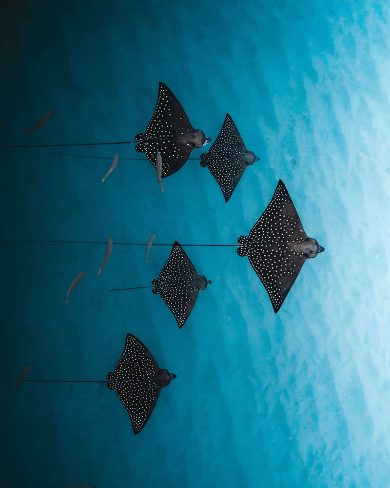 Breathtaking Beauty of Underwater Photography by Daniel Nicholson
