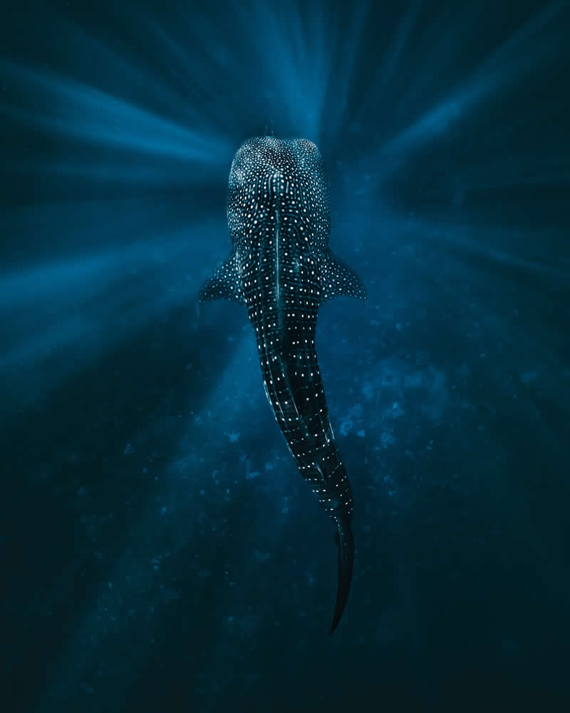 Breathtaking Beauty of Underwater Photography by Daniel Nicholson