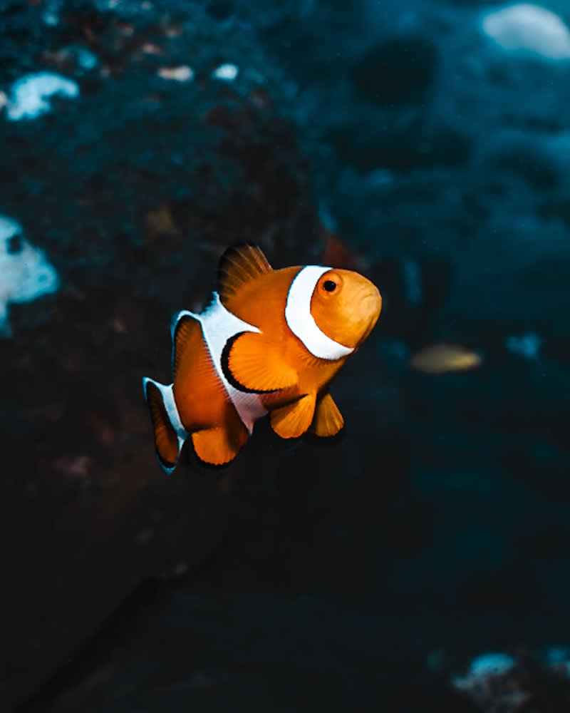 Breathtaking Beauty of Underwater Photography by Daniel Nicholson
