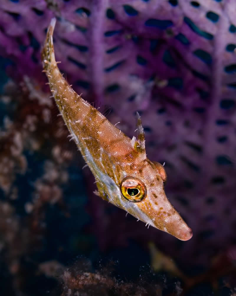 Breathtaking Beauty of Underwater Photography by Daniel Nicholson