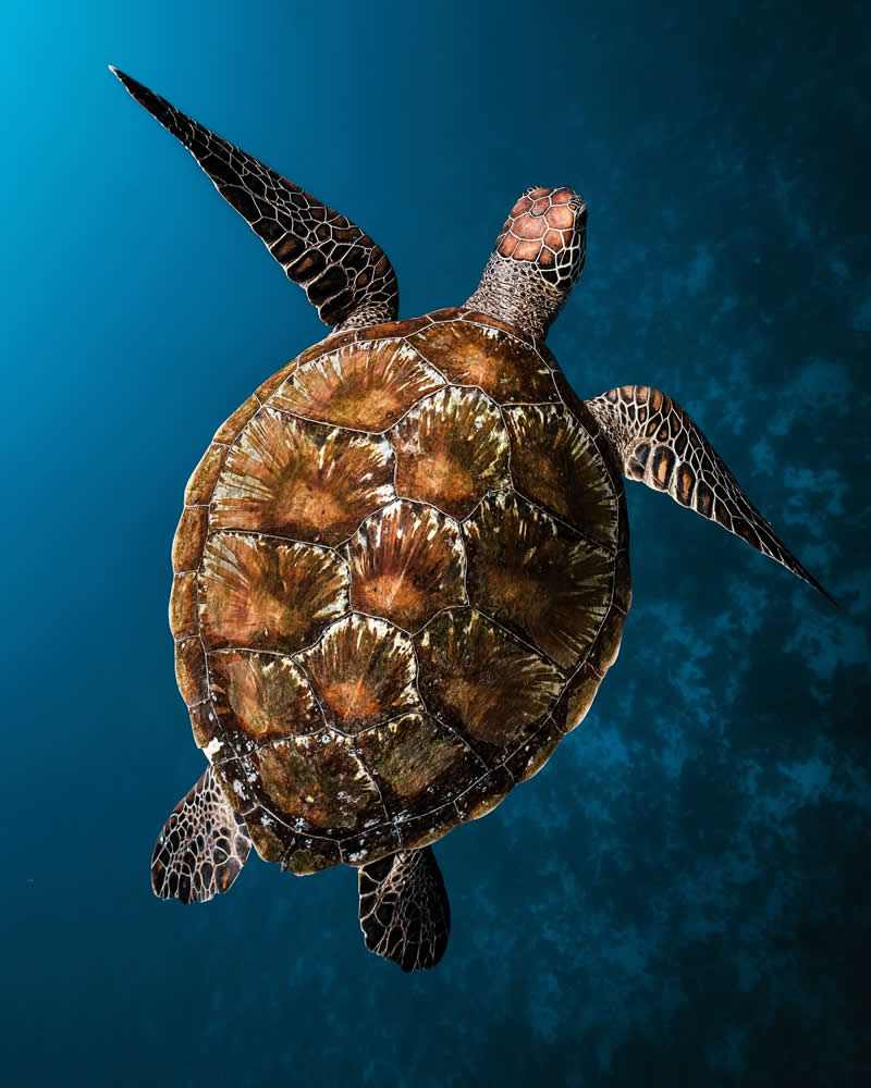 Breathtaking Beauty of Underwater Photography by Daniel Nicholson