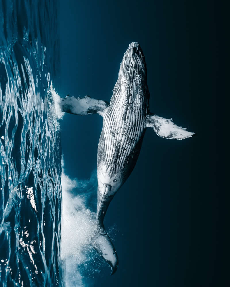 Breathtaking Beauty of Underwater Photography by Daniel Nicholson