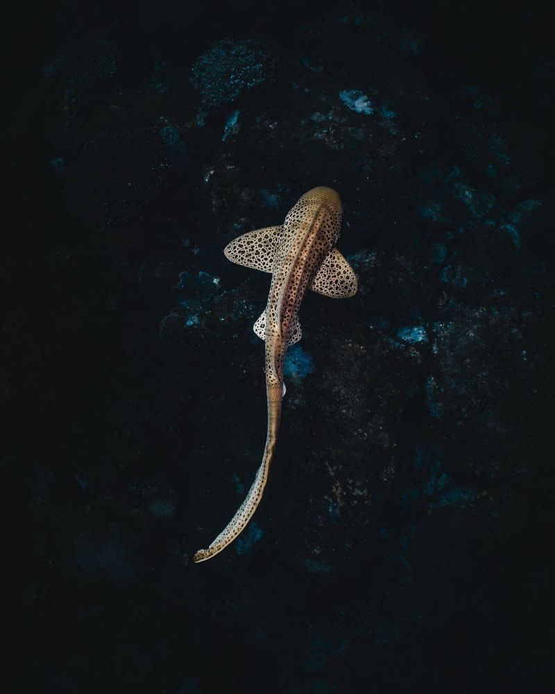 Breathtaking Beauty of Underwater Photography by Daniel Nicholson