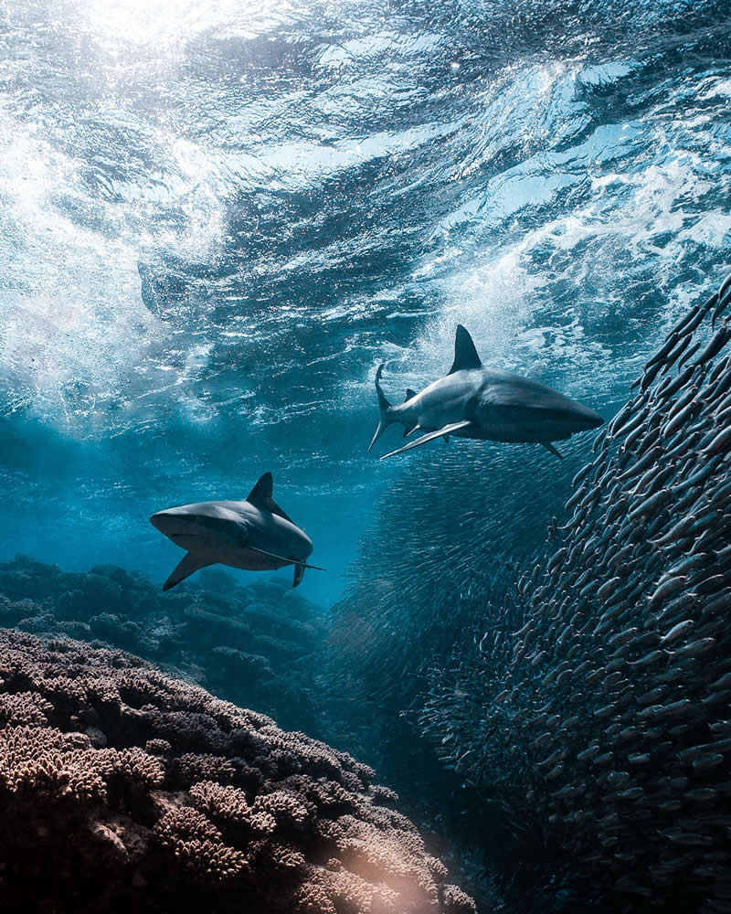 Breathtaking Beauty of Underwater Photography by Daniel Nicholson