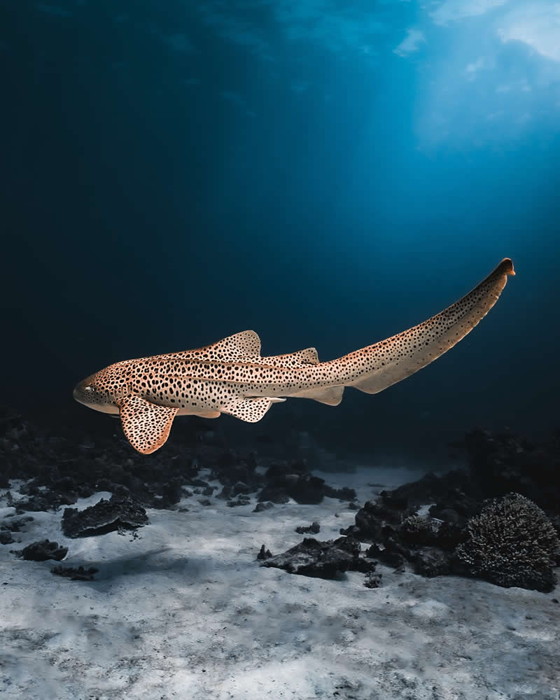 Breathtaking Beauty of Underwater Photography by Daniel Nicholson