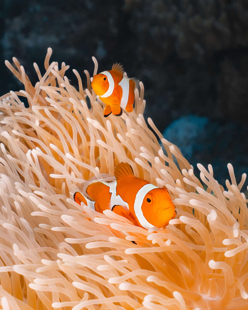 Breathtaking Beauty of Underwater Photography by Daniel Nicholson