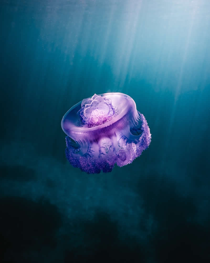 Breathtaking Beauty of Underwater Photography by Daniel Nicholson