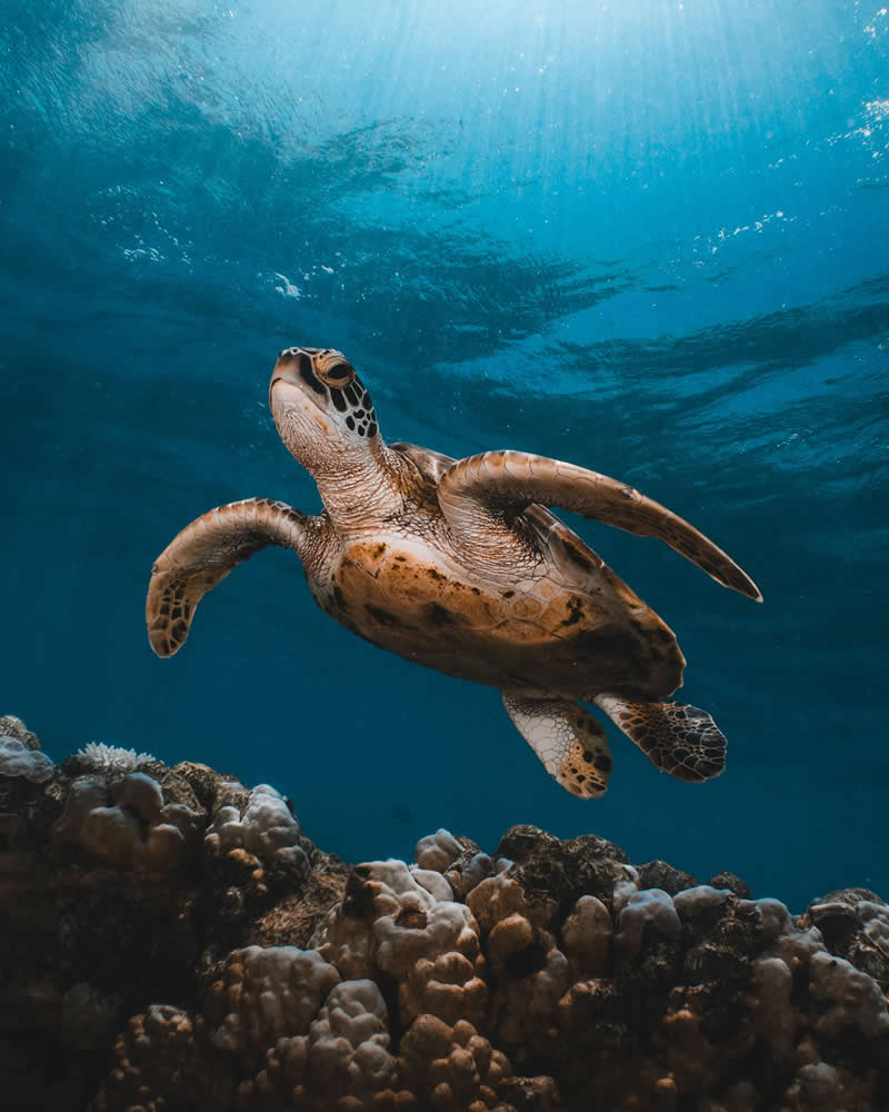 Breathtaking Beauty of Underwater Photography by Daniel Nicholson