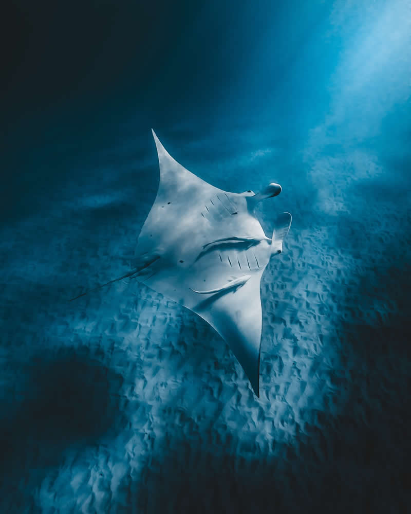 Breathtaking Beauty of Underwater Photography by Daniel Nicholson
