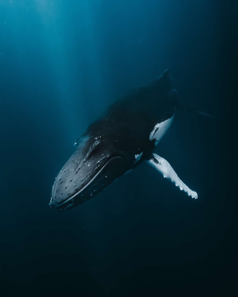 Breathtaking Beauty of Underwater Photography by Daniel Nicholson