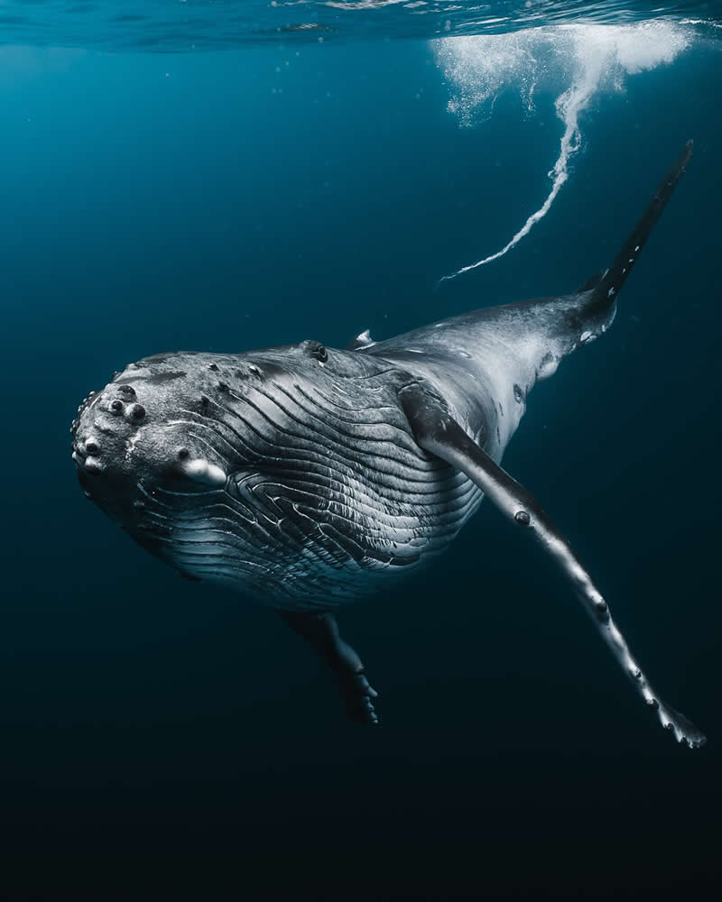 Breathtaking Beauty of Underwater Photography by Daniel Nicholson