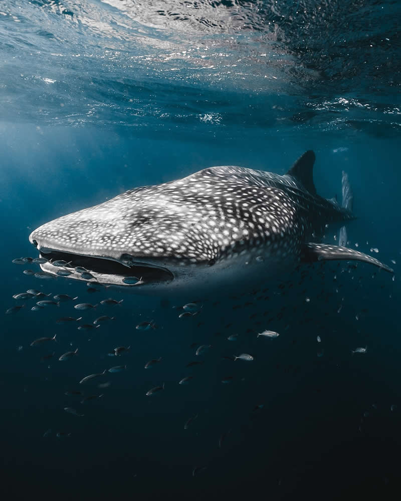 Breathtaking Beauty of Underwater Photography by Daniel Nicholson