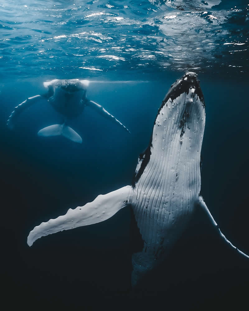 Breathtaking Beauty of Underwater Photography by Daniel Nicholson