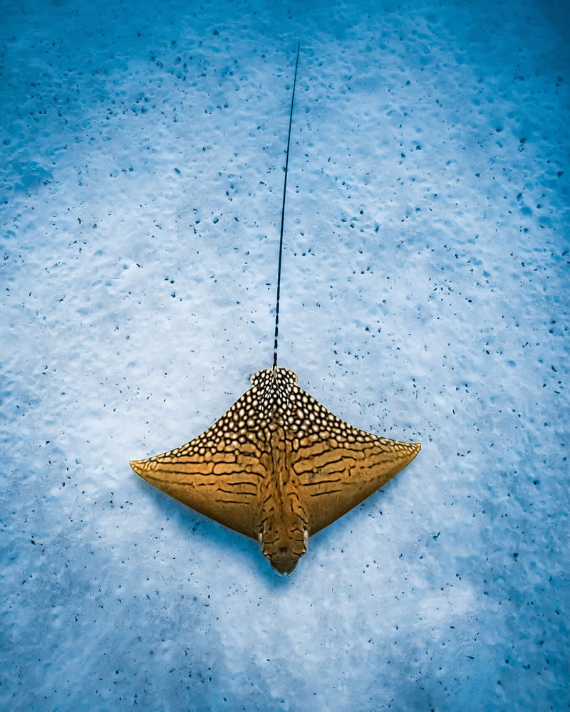 Breathtaking Beauty of Underwater Photography by Daniel Nicholson
