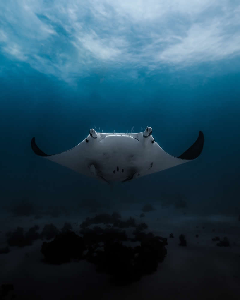 Breathtaking Beauty of Underwater Photography by Daniel Nicholson