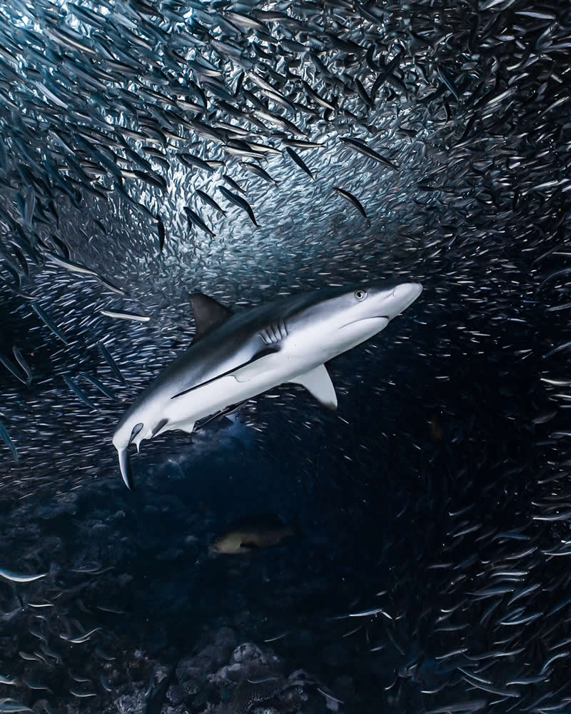 Breathtaking Beauty of Underwater Photography by Daniel Nicholson
