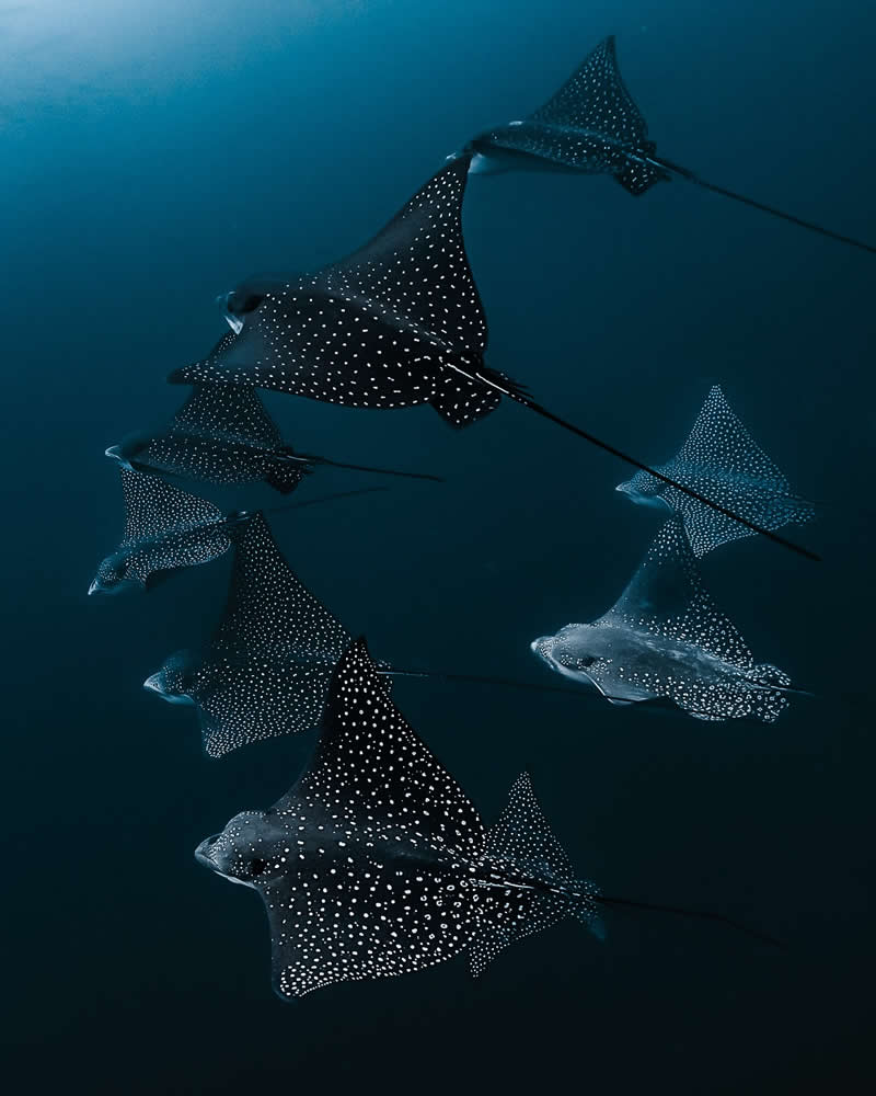 Breathtaking Beauty of Underwater Photography by Daniel Nicholson