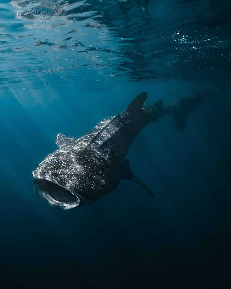 Breathtaking Beauty of Underwater Photography by Daniel Nicholson