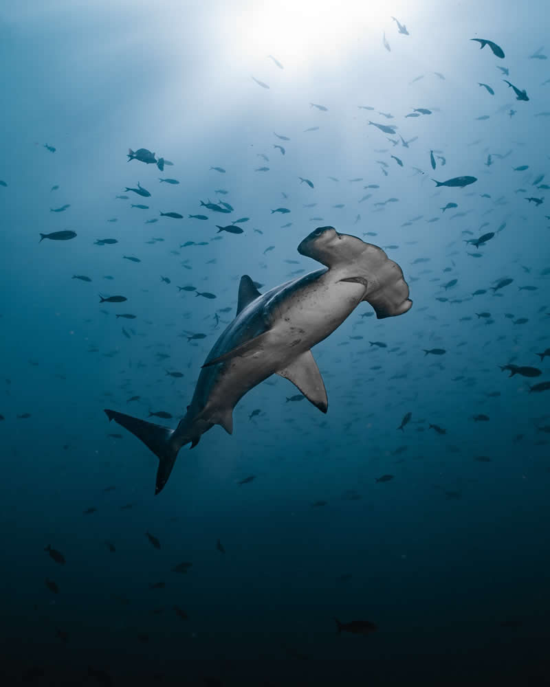 Breathtaking Beauty of Underwater Photography by Daniel Nicholson