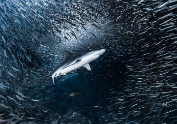 Breathtaking Beauty of Underwater Photography by Daniel Nicholson