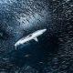 Breathtaking Beauty of Underwater Photography by Daniel Nicholson