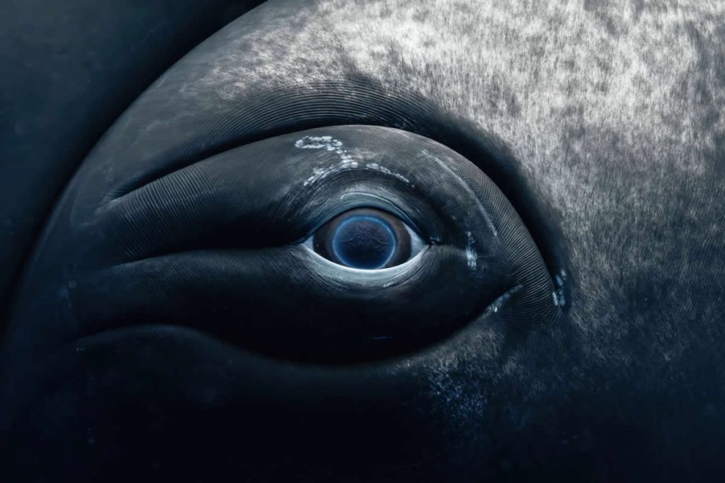 2025 United Nations World Oceans Day Photo Contest Winners