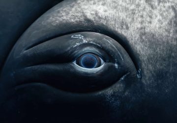 2025 United Nations World Oceans Day Photo Contest Winners
