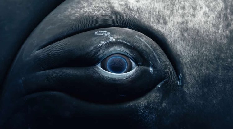 2025 United Nations World Oceans Day Photo Contest Winners