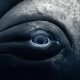 2025 United Nations World Oceans Day Photo Contest Winners