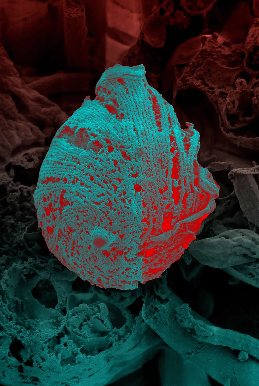 Powerful Photos from the Wellcome Photography Prize 2025